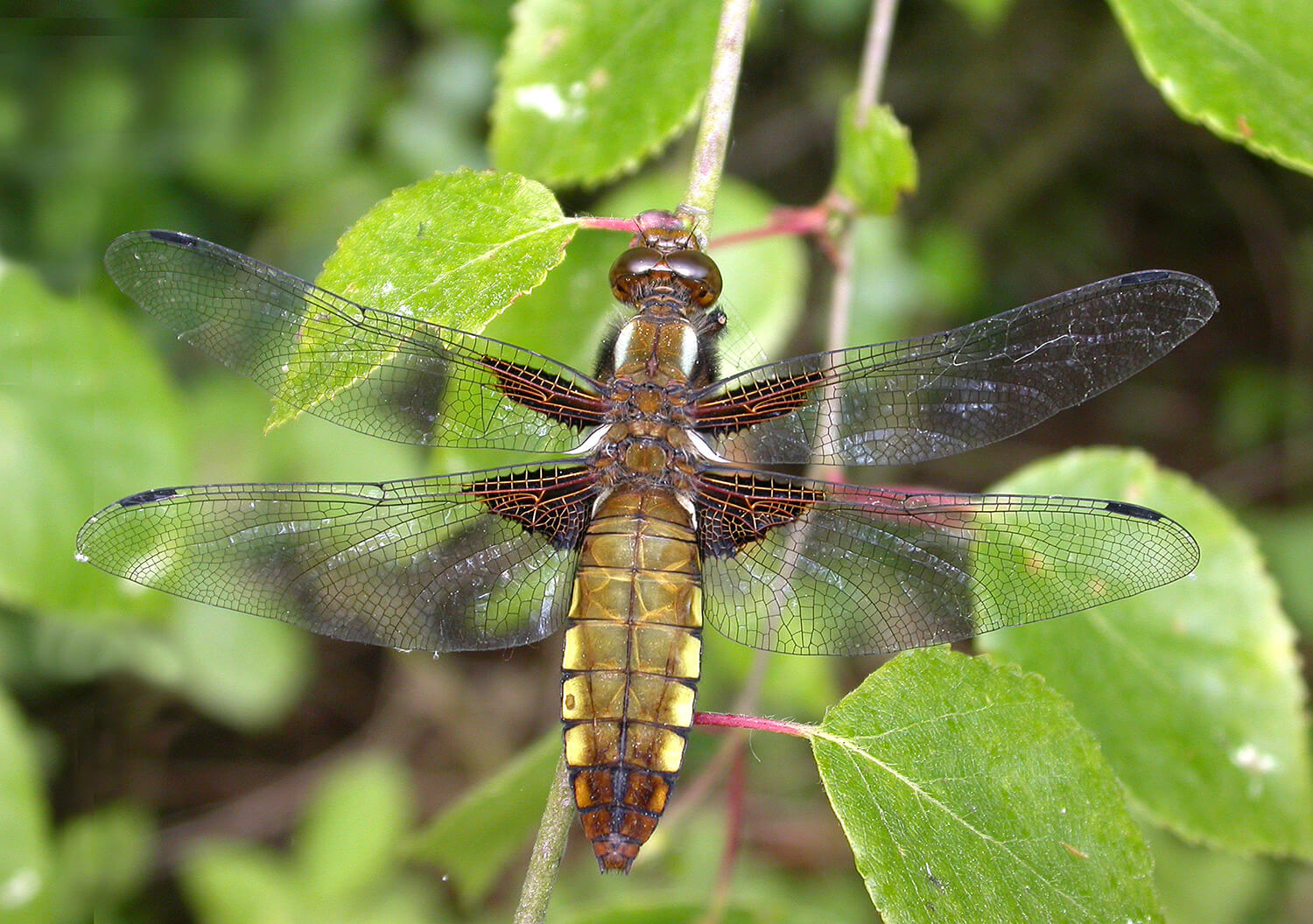 Female Broad-bodied Chaser by David Kitching